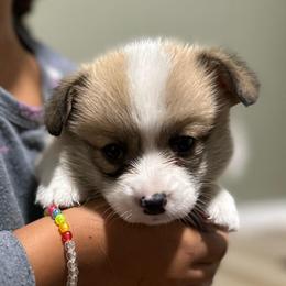 Stanley - Red male Pembroke Welsh Corgi puppy in Urbana, Ohio from Edgewood Farm and Kennel