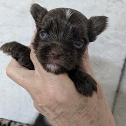 Addie - Liver female Yorkshire Terrier puppy in Gaylesville, Alabama from Sweet Alabama Yorkies