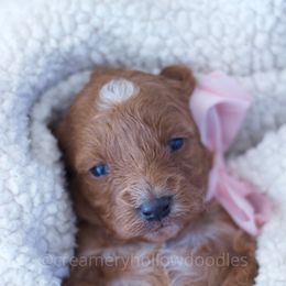 Goldendoodle Puppies from Creamery Hollow Doodles