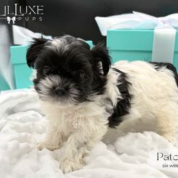 Patches - Black and white male Shorkie puppy in Scottsdale, Arizona from Lil Luxe Pups