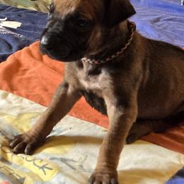 Rogue - Rd whtn blk nose male Rhodesian Ridgeback puppy in Gaffney, South Carolina from Circle D Farms