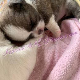 Chihuahua Puppies from Kiara's AKC Chihuahuas of Michigan