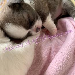 Chihuahua Puppies from Kiara's AKC Chihuahuas of Michigan