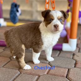 Chestnut - Red tri male Miniature Australian Shepherd puppy in Chino Valley, Arizona from BlueZion Aussies