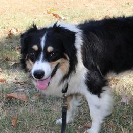 Nova - Australian Shepherd