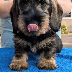 Dachshund Puppies from Riverwood Dachshunds