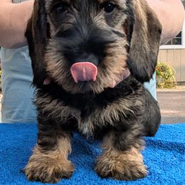 Dachshund Puppies from Riverwood Dachshunds