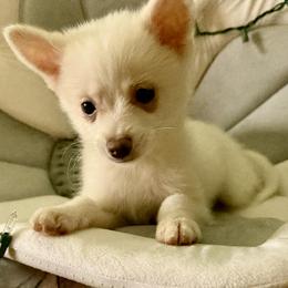 Suckers - White female Pomsky puppy in Barryton, Michigan from JHS Pomskies