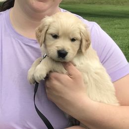 Harley - Brown - Golden Golden Retriever puppy in Webster City, Iowa from Whispering Pines Precious Puppies