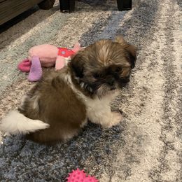 Shih Tzus from Lil’ Luvs Shih Tzu
