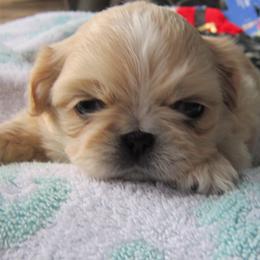 Mitzi - Cream female Pekingese puppy in Birdseye, Indiana from Poochie's Pekes
