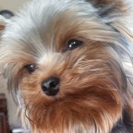 Yorkshire Terriers from Heart to Heart Yorkies