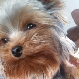 Yorkshire Terriers from Heart to Heart Yorkies
