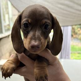 Lincoln - Chocolate male Dachshund puppy in Salem, Oregon from Ide's of March Dachshunds