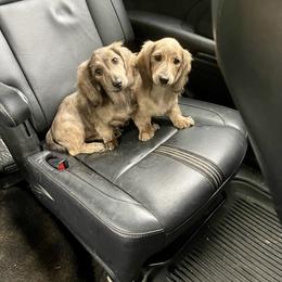 Dachshund Puppies from LovelylilDoxies