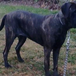Mastiffs from Sue Blickenstaff's Mastiffs