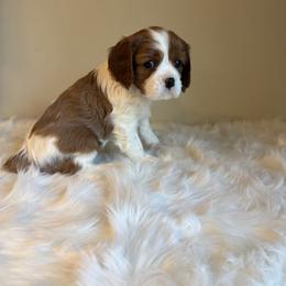 Honey - Blenheim female Cavalier King Charles Spaniel puppy in Melrose, Florida from Magnolia Hill Cavaliers and Doxies
