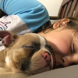 Boston Terrier Puppies from Sugar Baby Bostons