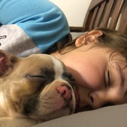 Boston Terrier Puppies from Sugar Baby Bostons