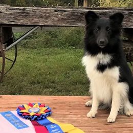 Shetland Sheepdog All Grown Up from Promise Shelties