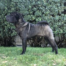 Camille - Chinese Shar-Pei