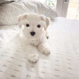 Miniature Schnauzer Puppies from Los Angeles Miniature Schnauzers