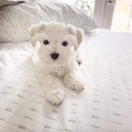 Miniature Schnauzer Puppies from Los Angeles Miniature Schnauzers