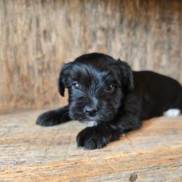 Ethan - Parti male Yorkshire Terrier puppy in Mountain Grove, Missouri from Precious Puppies