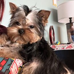 Tibby - Blue and gold female Yorkshire Terrier puppy in Kendallville, Indiana from Yorkies Kisses