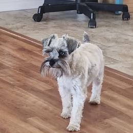 LuLu - Miniature Schnauzer