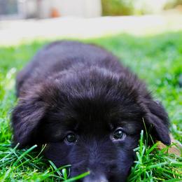 German Shepherd Puppies from Dacherri Dogs