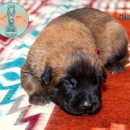 Male 4 - Fawn male Belgian Malinois puppy in Fredonia, Arizona from Zion Malinois