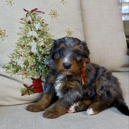 Peter - Merle male Bernedoodle puppy in Murray, Utah from Sun Valley Doodles