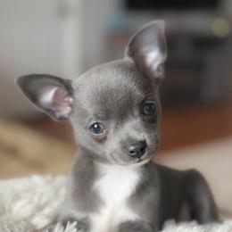 Lielie - Chihuahua