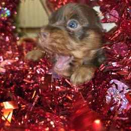 Maltese and Yorkshire Terrier Puppies from TLC Kennels TenderLittleCuties