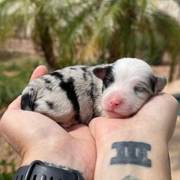 Hail - Blue merle male Miniature American Shepherd puppy in Tucson, Arizona from Outlaw Minis