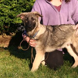 Shiloh Shepherd Puppies from Solace Shilohs