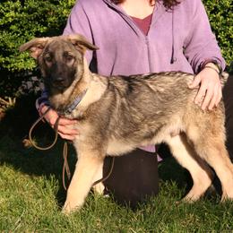 Shiloh Shepherd Puppies from Solace Shilohs