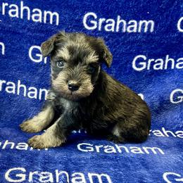 Little boy Blue - Black and silver male Miniature Schnauzer puppy in Comer, Georgia from Water Oak Farm