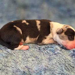Diamond - White and blue merle female Border Collie puppy in Red Bluff, California from 3R Ranch / Australian cattle dogs