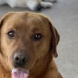 Ruby - Labrador Retriever