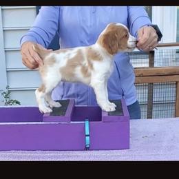 Blue girl - Orange and white female Brittany puppy in Mertztown, Pennsylvania from Whispering Hills Gun Dogs