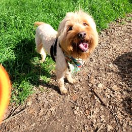 Goldendoodle Puppies from Doodle Love 559