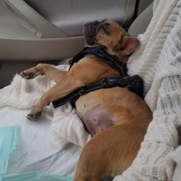 Roo Roo - French Bulldog