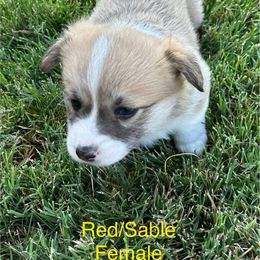 Pembroke Welsh Corgis from Jennifer Jimerson