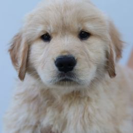 Golden Retriever Puppies from Golden Hour Golden Retrievers