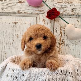 Tilly - Caramel female Labradoodle puppy in Bruceton Mills, West Virginia from Adonai Ra'ah Farms