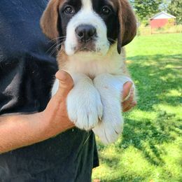 Glocky - Brown and white female Saint Bernard puppy in Kinsman, Ohio from Coleman Saint Bernards of Ohio