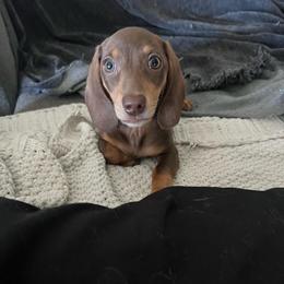 Boy 1 - Chocolate and tan male Dachshund puppy in Goodyear, Arizona from az.doxie_plug