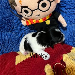 Coton de Tulear and Havanese Puppies from New Canyon Havanese & Coton Puppies